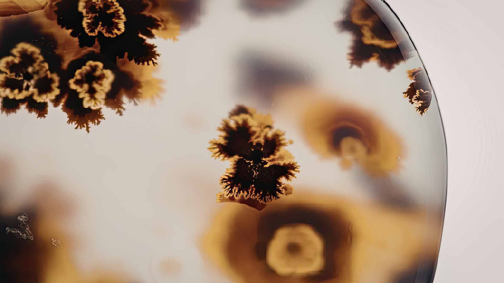 ECOBIOCIDE